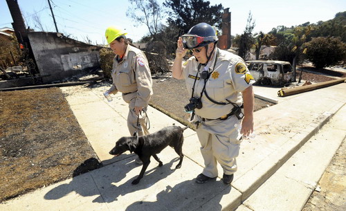 Emergency workers from the Contra Costa County sheriff&apos;s department use a search dog to inspect a fire-ravaged neighborhood in San Bruno, California September 11, 2010. [China Daily/Agencies]