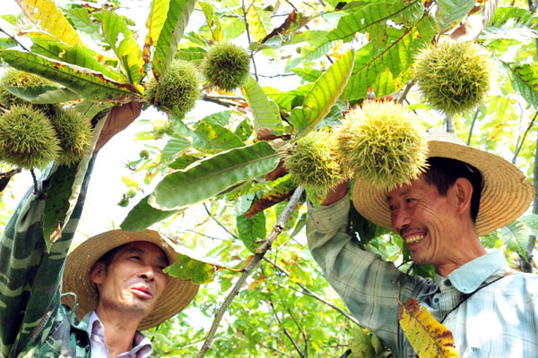 Farmers harvest chestnuts in Yichang, Central China's Hubei province on Tuesday. [Photo/Xinhua]