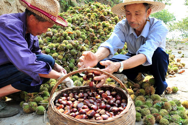 Farmers harvest chestnuts in Yichang, Central China's Hubei province on Tuesday. [Photo/Xinhua]