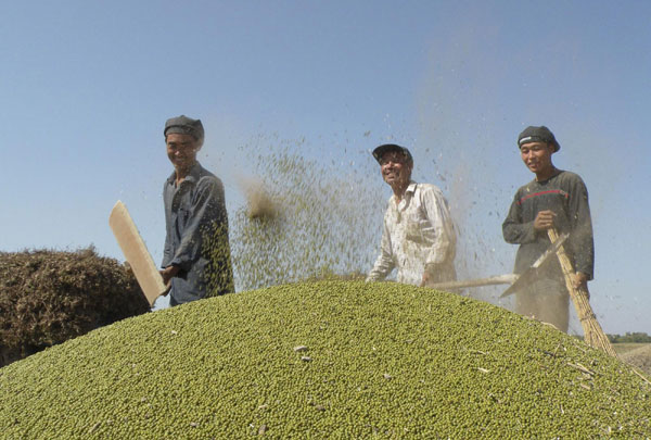 Farmers winnow freshly harvested mung beans in Tailai, Northeast China's Heilongjiang province on Monday. [Photo/Xinhua]