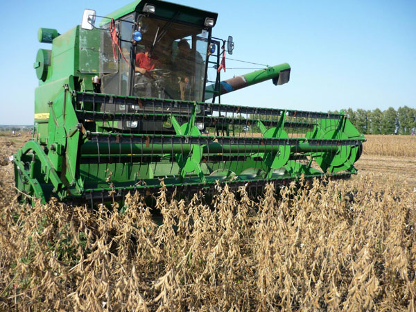 A worker driving a combine harvests soybeans in northeast China's Heilongjiang Province on Monday. The 100,000 mu of (6,667 hectares) farm will likely have a good harvest this autumn. [Photo/Xinhua]