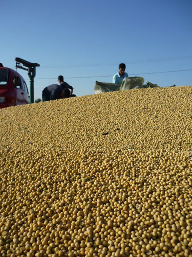 Farmers hurry to put soybeans in bags in northeast China's Heilongjiang Province on Monday. [Photo/Xinhua]