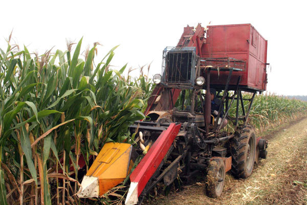 A farmer harvests corn in Zouping, east China's Shandong Province on Tuesday. [Photo/Xinhua]