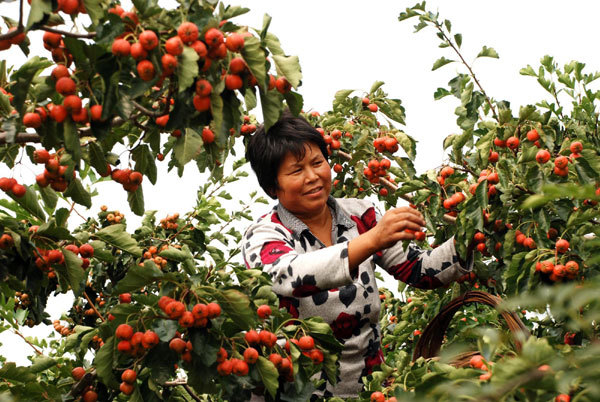 A woman collects hawthorns in Zaozhuang in east China's Shandong Province on Monday. About 370 mu (25 hectares) of land in the district has been planted with hawthorn trees, in an effort to develop a regional fruit specialty. [Photo/Xinhua]