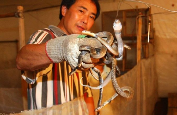 Cai Yong, a private cobra breeder, puts some cobras back in their hatching room after they escaped, in a village of Shijiao town, Southwest China&apos;s Chongqing Municipality, Sept 14, 2010. More than 160 cobras burst into the small village&apos;s houses and public toilets last week, after they escaped from a deserted classroom where they were secretly hatched by villager Cai. Most of the poisonous crawlers were killed by frightened villagers or brought back, but several have still not been found. [sohu.com] 