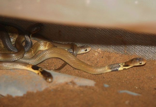 Cobras are found in a villager&apos;s house in Xianling village of Shijiao town in Chongqing, Sept 14, 2010. [sohu.com]