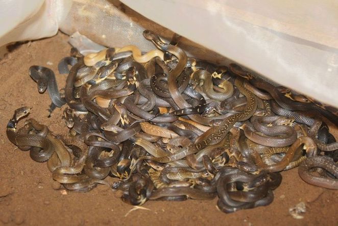 Cobras are found in a villager&apos;s house in Xianling village of Shijiao town in Chongqing, Sept 14, 2010. [sohu.com]