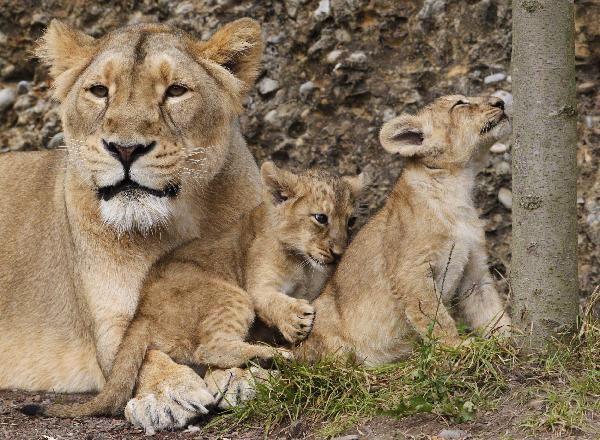 Two two-month-old lion cubs play with their mother Joy in their enclosure at Zurich&apos;s zoo September 15, 2010. The lion cubs were born on July 14, 2010. [Xinhua/Reuters]