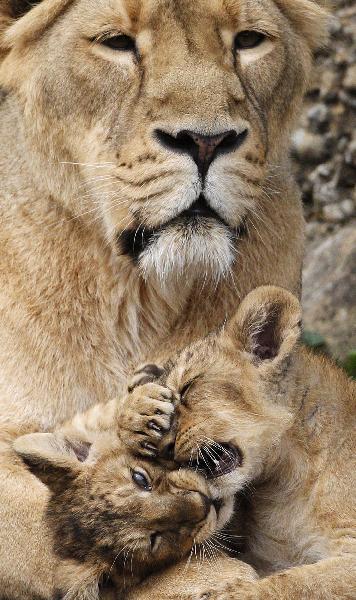 Two two-month-old lion cubs play with their mother Joy in their enclosure at Zurich&apos;s zoo September 15, 2010. The lion cubs were born on July 14, 2010. [Xinhua/Reuters]