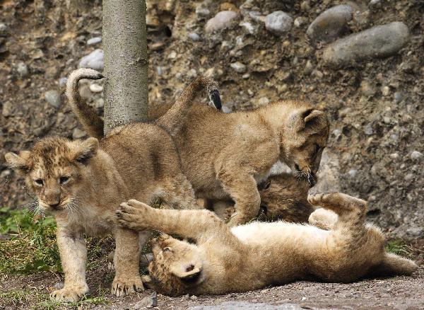 Four two-month-old lion cubs play in their enclosure at Zurich&apos;s zoo September 15, 2010. The lion cubs were born on July 14, 2010. [Xinhua/Reuters]