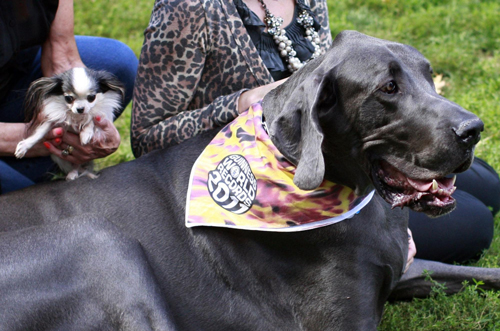 Guinness World Record&apos;s Tallest Living Dog and Smallest Living Dog, Giant George and Boo Boo, pose during a photo call in New York Sept15, 2010. [China Daily/Agencies]