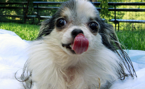 Guinness World Record&apos;s Smallest Living Dog, Boo Boo, poses during a photo call in New York Sept 15, 2010. [China Daily/Agencies] 