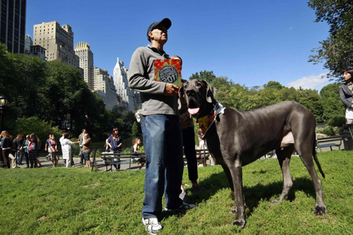 Guinness World Record&apos;s Tallest Living Dog, Giant George, poses with its owner David Nasser during a photo call in New York Sept 15, 2010. [China Daily/Agencies]