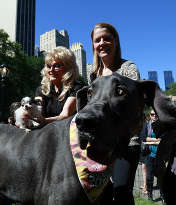 Guinness World Record&apos;s Tallest Living Dog and Smallest Living Dog, Giant George and Boo Boo, pose with their owners Lana Elswick (L) and Christine Nasser during a photo call in New York Sept 15, 2010. [China Daily/Agencies]