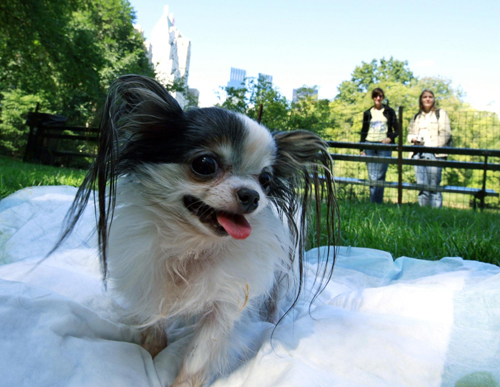 Guinness World Record&apos;s Smallest Living Dog, Boo Boo, poses during a photo call in New York Sept 15, 2010. [China Daily/Agencies]