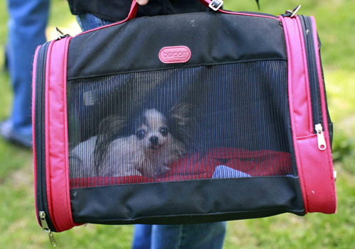 Guinness World Record&apos;s Smallest Living Dog, Boo Boo, is carried by its owner in its bag during a photo call in New York Sept 15, 2010. [China Daily/Agencies]