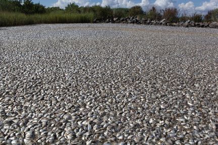 Massive numbers of dead fish, which include several different species, as well as crabs, shrimp, freshwater eel and a dolphin, were floating atop the Mississippi River, just north of the Gulf of Mexico, a spot that's been affected by the BP oil spill, AOL reported. 