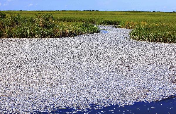 An overall view of a massive fish kill in the Bayou Chaland area of Plaquemines Parish is pictured in this handout. The photograph was taken on September 10, 2010 and released on September 14, 2010. The cause of the fish kill has not yet been determined, but the area they were discovered in was impacted by oil from the BP oil spill. Among the fish dead were pogie fish, redfish, shrimp, crabs and freshwater eels. 