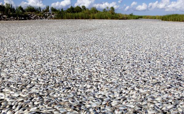 An overall view of a massive fish kill in the Bayou Chaland area of Plaquemines Parish is pictured in this handout photograph taken on September 10, 2010 and released on September 14, 2010. 