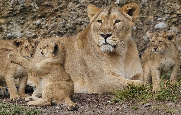 Three two-month-old lion cubs play with their mother Joy in their enclosure at Zurich&apos;s zoo September 15, 2010. The lion cubs were born on July 14, 2010. 