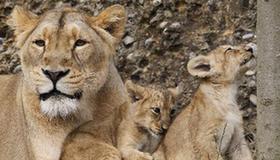 Sweet moment: lion cubs play with their mother