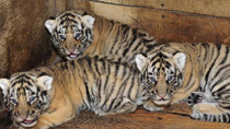 Three newly born siberian tiger cubs rest in an enclosure in Qianlingshan Zoo in Guiyang, capital of southwest China's Guizhou Province, Sept. 16, 2010.