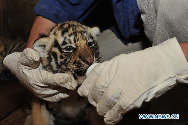 A zoo keeper feeds a newly born siberian tiger cub in Qianlingshan Zoo in Guiyang, capital of southwest China&apos;s Guizhou Province, Sept. 16, 2010. Three siberian tiger cubs were born in the zoo recently