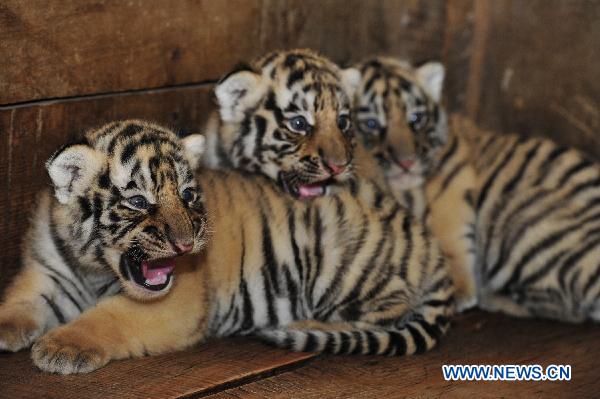 Three newly born siberian tiger cubs rest in an enclosure in Qianlingshan Zoo in Guiyang, capital of southwest China&apos;s Guizhou Province, Sept. 16, 2010. 