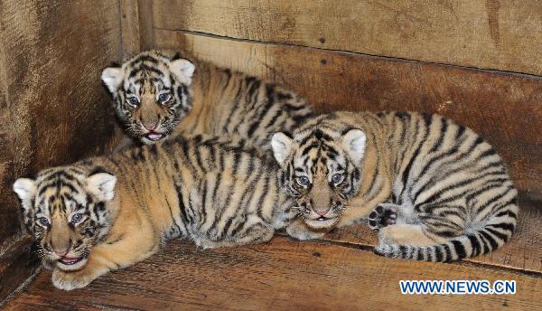 Three newly born siberian tiger cubs rest in an enclosure in Qianlingshan Zoo in Guiyang, capital of southwest China&apos;s Guizhou Province, Sept. 16, 2010. 
