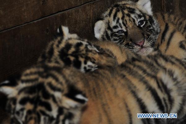 Three newly born siberian tiger cubs rest in an enclosure in Qianlingshan Zoo in Guiyang, capital of southwest China&apos;s Guizhou Province, Sept. 16, 2010.