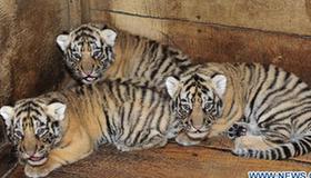 Adorable little tiger brothers