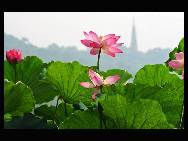 Photo taken in July 2010 shows lotus with the Baochu Pagoda in the backdrop at the West Lake in Hangzhou, capital of east China's Zhejiang Province. The texts of the Chinese and English versions of the West Lake's application for being listed as world heritage have passed the preliminary examination by the UNESCO World Heritage Center, according to a meeting of Hangzhou about the West Lake's world heritage application held on Sept. 15, 2010. [Xinhua/Tan Jin]