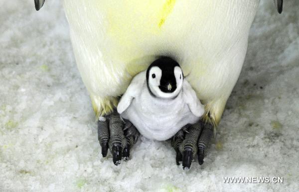 Photo taken on Sept. 15, 2010 shows a baby emperor penguin at the polar house of the Laohutan Ocean Park in Dalian, a coastal city in northeast China&apos;s Liaoning Province. The baby emperor penguin was born through artificial multiplication technology on Aug. 17, the first successful case in China.