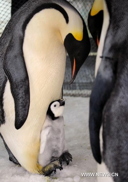 The &apos;mother&apos; feeds its baby emperor penguin at the polar house of the Laohutan Ocean Park in Dalian, a coastal city in northeast China&apos;s Liaoning Province, Sept. 15, 2010. The baby emperor penguin was born through artificial multiplication technology on Aug. 17, the first successful case in China.