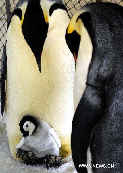 A baby emperor penguin stays with its &apos;parents&apos; at the polar house of the Laohutan Ocean Park in Dalian, a coastal city in northeast China&apos;s Liaoning Province, Sept. 15, 2010. The baby emperor penguin was born through artificial multiplication technology on Aug. 17, the first successful case in China. 