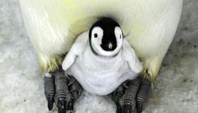 China hatches first emperor penguin