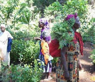 Member of Save Mount Kenya Forest from Extinction carries tree seedlings for planting on the mountain. 