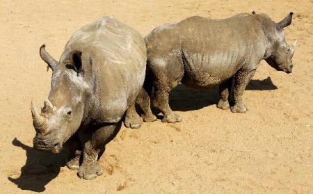 Two White Rhinos await buyers in a pen at the annual auction in the Hluhluwe-Imfolozi national park, September 18, 2010. South Africa has suffered a huge increase in poaching of the endangered animals whose horns are prized as aphrodisiacs in Asia and elsewhere.