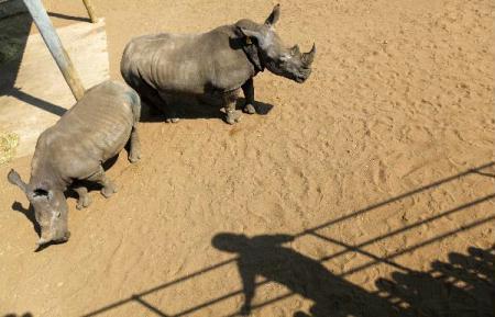 Two White Rhinos await buyers in a pen at the annual auction in the Hluhluwe-Imfolozi national park, September 18, 2010.