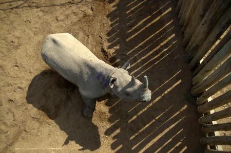 A White Rhino awaits buyers in a pen at the annual auction in the Hluhluwe-Imfolozi national park, September 18, 2010.