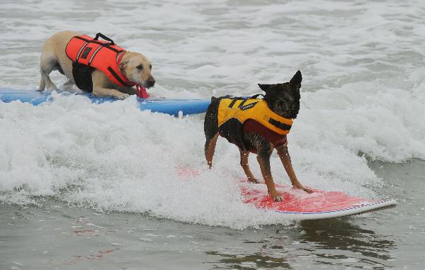 Two dogs wipe out during the annual Surf City Surf Dog competition at Huntington Beach in California. [Xinhua]