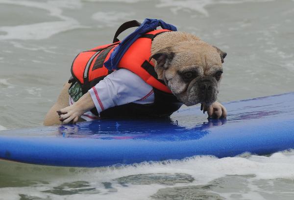 A surf dog wipes out during the annual Surf City Surf Dog competition at Huntington Beach in California. [Xinhua]