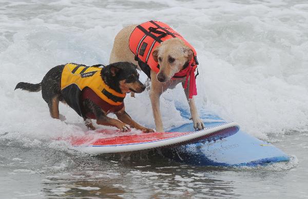 Two surf dogs wipe out during the annual Surf City Surf Dog competition at Huntington Beach in California. [Xinhua] 