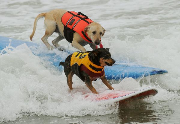 Two surf dogs wipe out during the annual Surf City Surf Dog competition at Huntington Beach in California. [Xinhua]