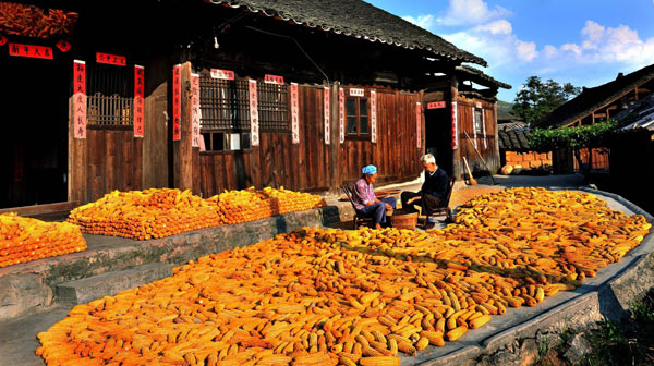 Villagers air corn in their courtyard in Danzhai county, Southwest China&apos;s Guizhou province, Sept 18, 2010. The county saw a good corn harvest this year after 11,250 mu (750 hectares) of its corn fields were harvested under a pilot program for corn planting. Corn production topped 715.87 kg per mu on average in the county. [Xinhua]