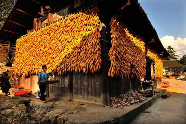 A villager walks past corn hung on the walls of her house in Danzhai county, Southwest China&apos;s Guizhou province, Sept 18, 2010. [Xinhua]