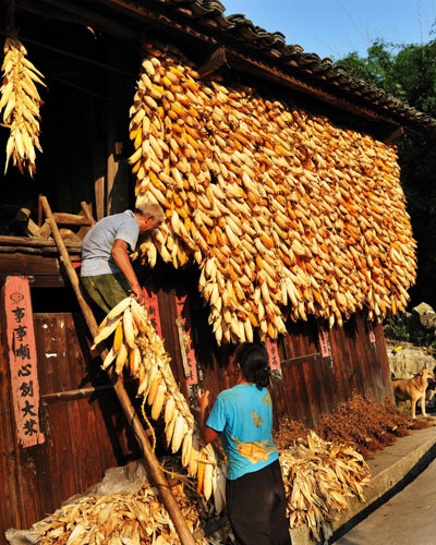 Villagers hang corn on the walls of their house for airing in Danzhai county, Southwest China&apos;s Guizhou province, Sept 18, 2010. [Xinhua]