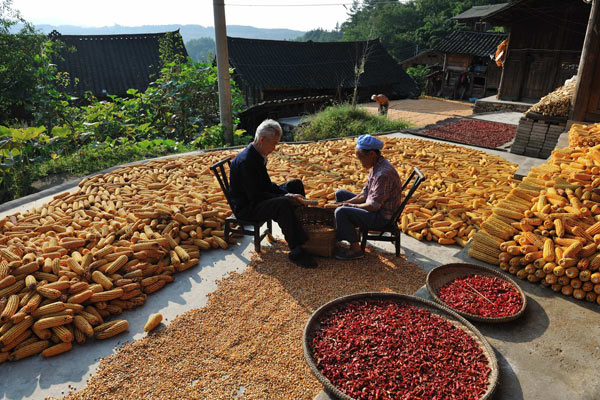 Villagers air corn in their courtyard in Danzhai county, Southwest China&apos;s Guizhou province, Sept 18, 2010. [Xinhua]