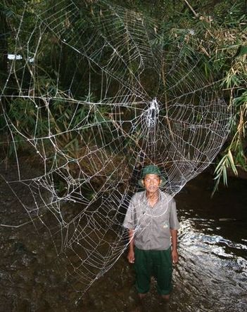 In Madagascar, zoologist Ingi Agnarsson and colleagues from University of Puerto Rico have found a new spider species -- the Darwin's bark spider, which makes the world's largest and strongest webs of any single spider.