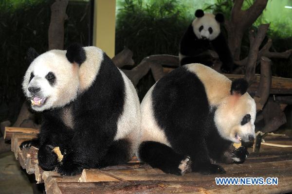 Giant pandas enjoy special-made mooncakes in Guangzhou, capital of south China's Guangdong Province on Sept. 21, 2010, one day ahead of China's Mid-autumn festival this year. (Xinhua/Liu Dawei) 
